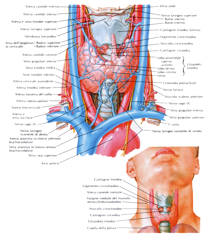 La tiroide è una piccola ghiandola endocrina, forma "a H" o "a farfalla", che si trova nella parte anteriore del collo ed è costituita da due lobi...