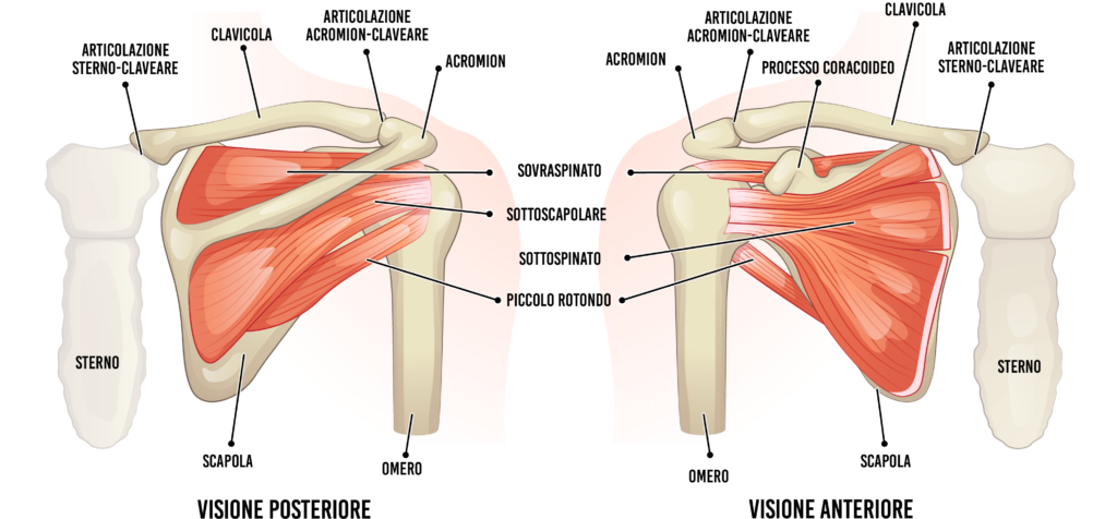 Lussazione della spalla. Centro di Fisioterapia FisioMedica IGEA a Roma Centocelle.